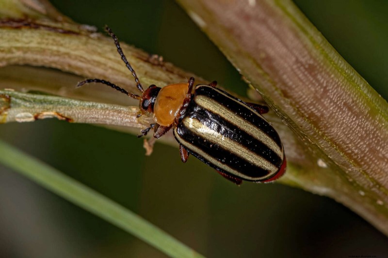 高温を好む庭の害虫:識別と自然防除 
