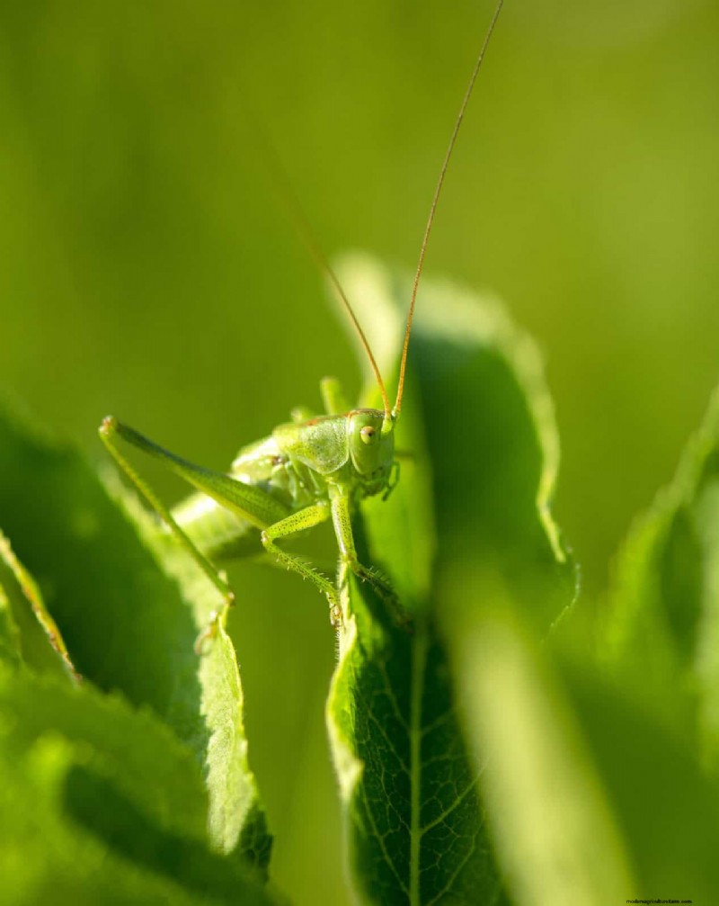高温を好む庭の害虫:識別と自然防除 