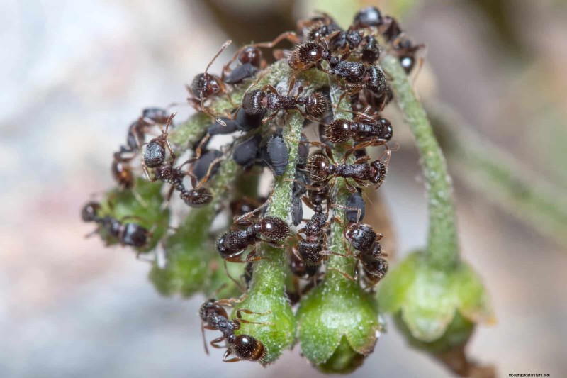高温を好む庭の害虫:識別と自然防除 
