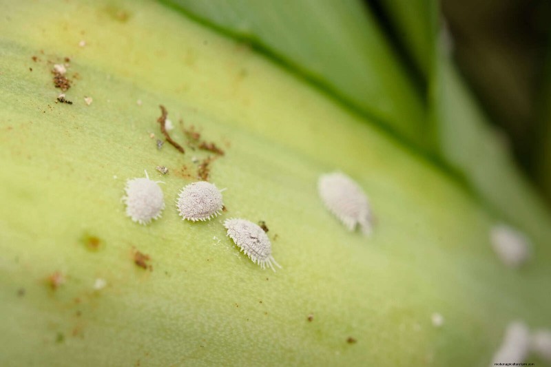 高温を好む庭の害虫:識別と自然防除 