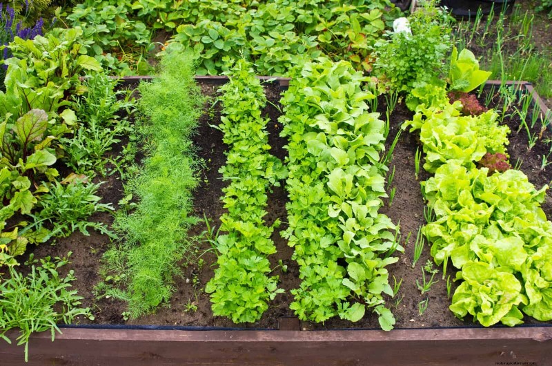 高温を好む庭の害虫:識別と自然防除 