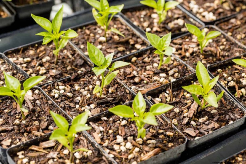 Gartenplanung im Herbst:Ihr Leitfaden für eine reiche Herbsternte 