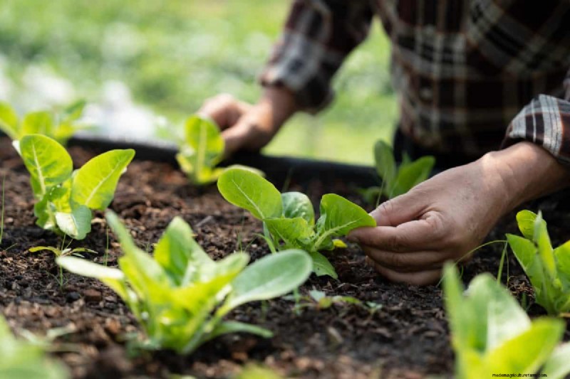 Gartenplanung im Herbst:Ihr Leitfaden für eine reiche Herbsternte 