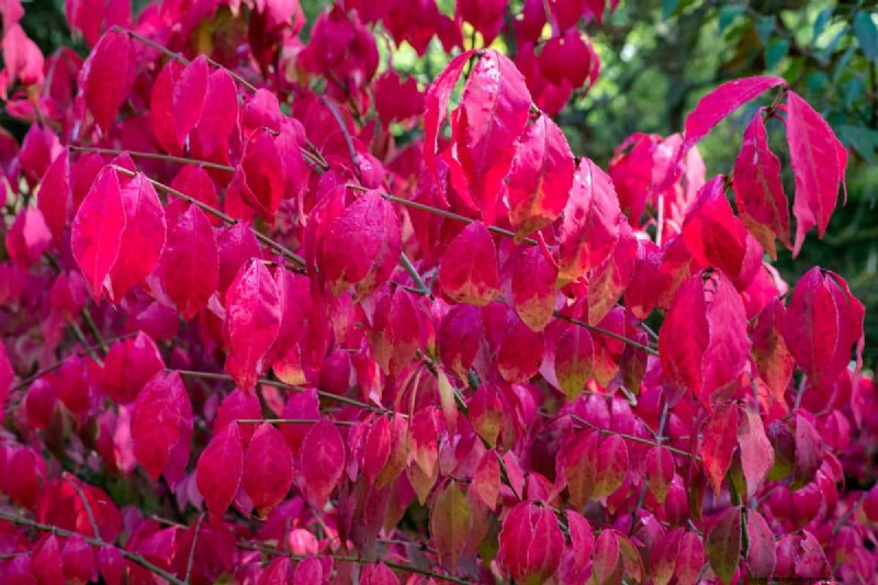 Gartenplanung im Herbst:Ihr Leitfaden für eine reiche Herbsternte 