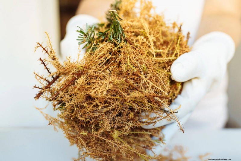 Gartenplanung im Herbst:Ihr Leitfaden für eine reiche Herbsternte 