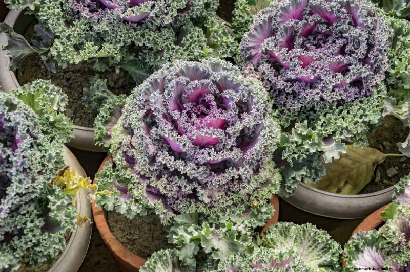 Gartenplanung im Herbst:Ihr Leitfaden für eine reiche Herbsternte 