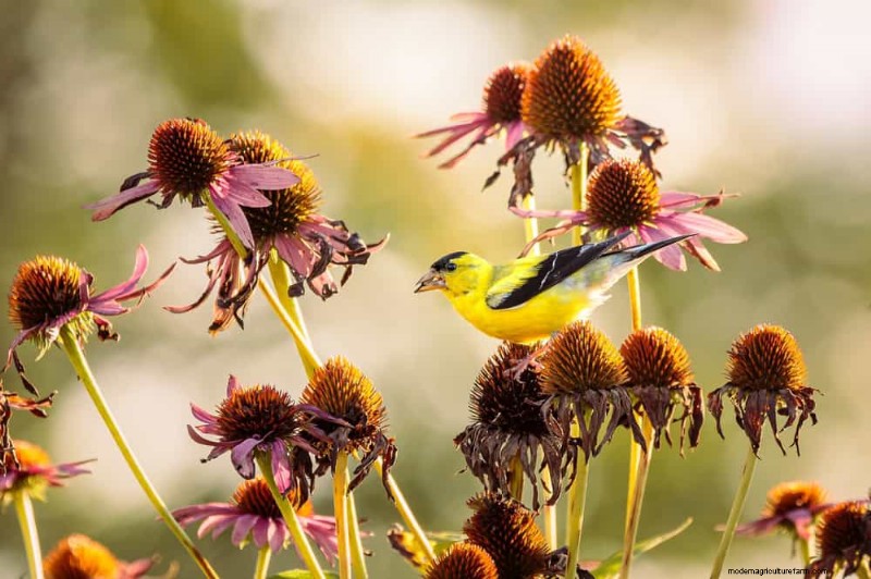 Gartenplanung im Herbst:Ihr Leitfaden für eine reiche Herbsternte 