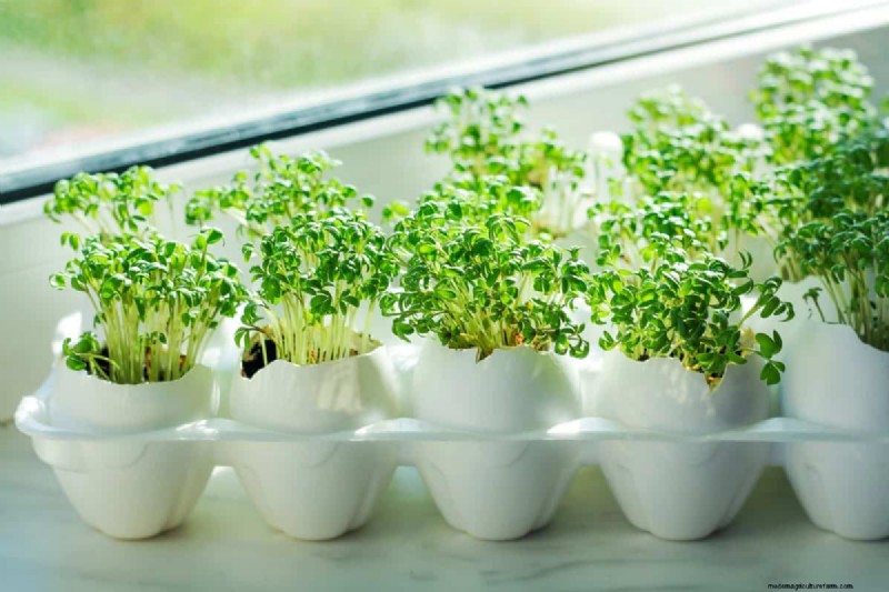 Kreative Garten-Hacks:15 recycelte Gegenstände für einen nachhaltigen Garten 