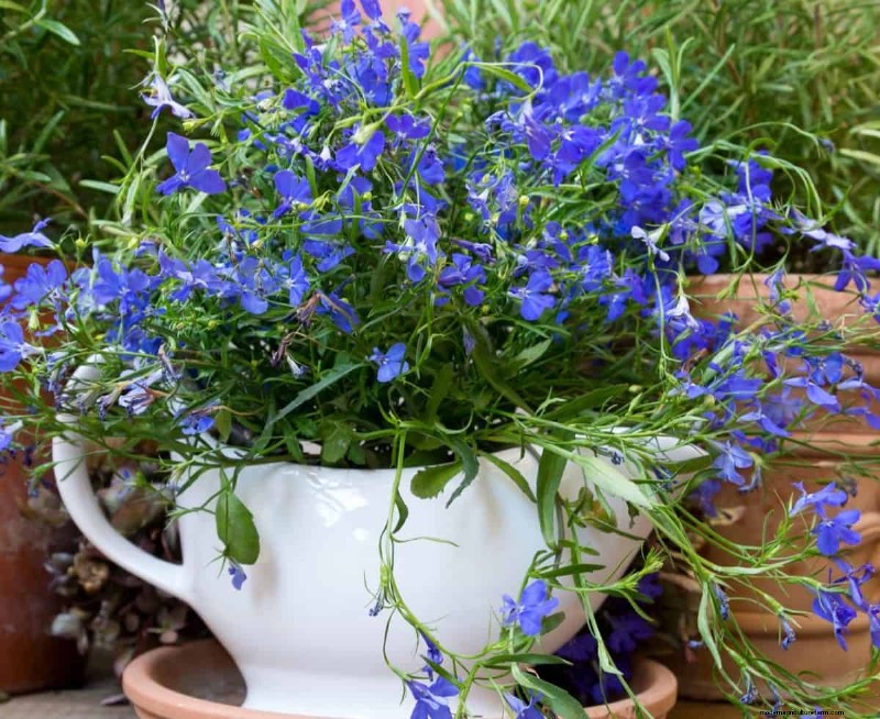 Kreative Garten-Hacks:15 recycelte Gegenstände für einen nachhaltigen Garten 