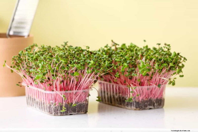 Kreative Garten-Hacks:15 recycelte Gegenstände für einen nachhaltigen Garten 