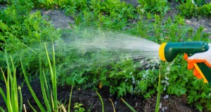 Ahorre agua y dinero:9 errores comunes de riego que se deben evitar 