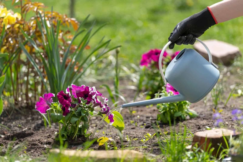 Hemat Air &Uang:9 Kesalahan Umum Penyiraman yang Harus Dihindari 