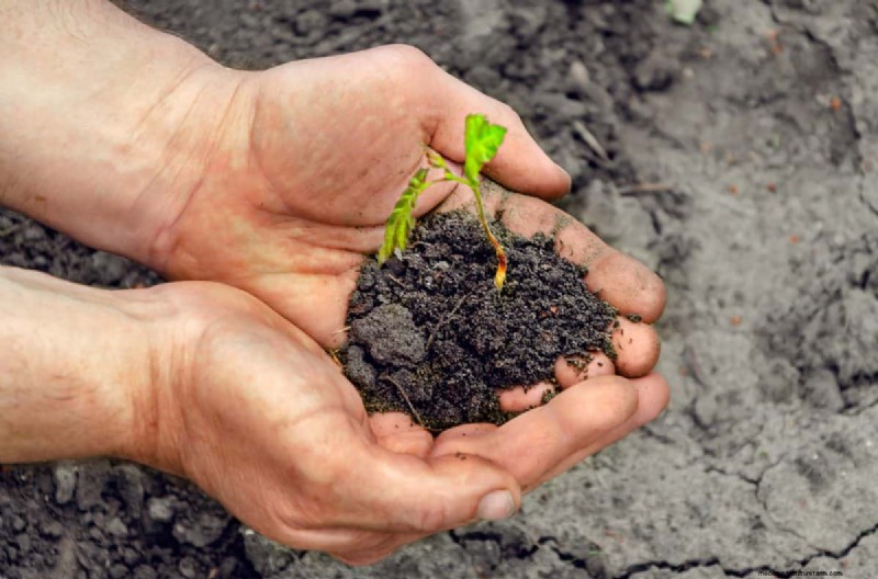 Vermijd kostbare fouten bij het landschap:een gids voor huiseigenaren 