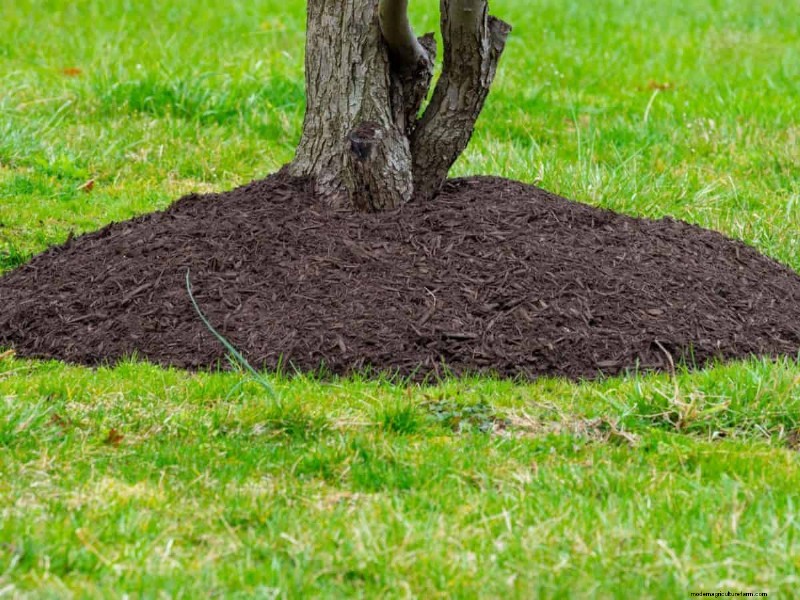 Vermijd kostbare fouten bij het landschap:een gids voor huiseigenaren 