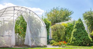 Beste schaduwoplossingen voor delicate planten:bescherm uw tuin 