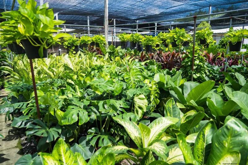 Beste schaduwoplossingen voor delicate planten:bescherm uw tuin 