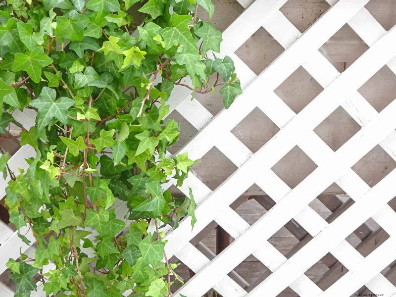 Beste schaduwoplossingen voor delicate planten:bescherm uw tuin 
