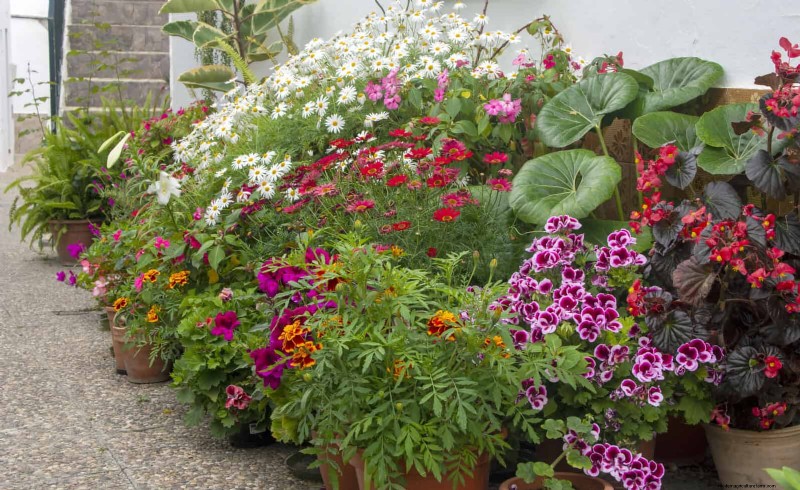 Beste schaduwoplossingen voor delicate planten:bescherm uw tuin 