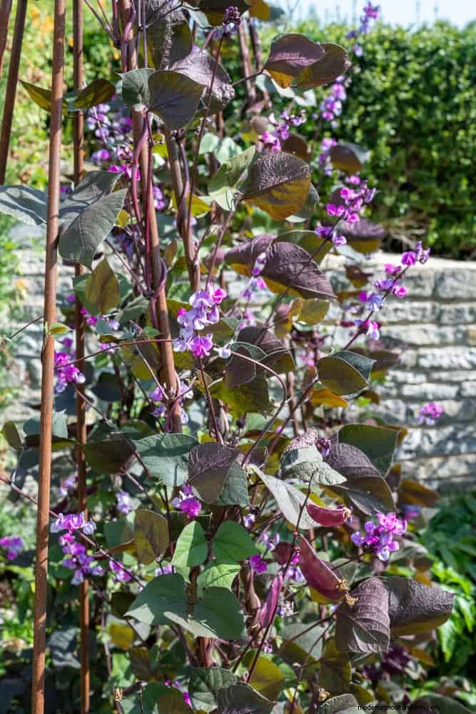 Beste schaduwoplossingen voor delicate planten:bescherm uw tuin 
