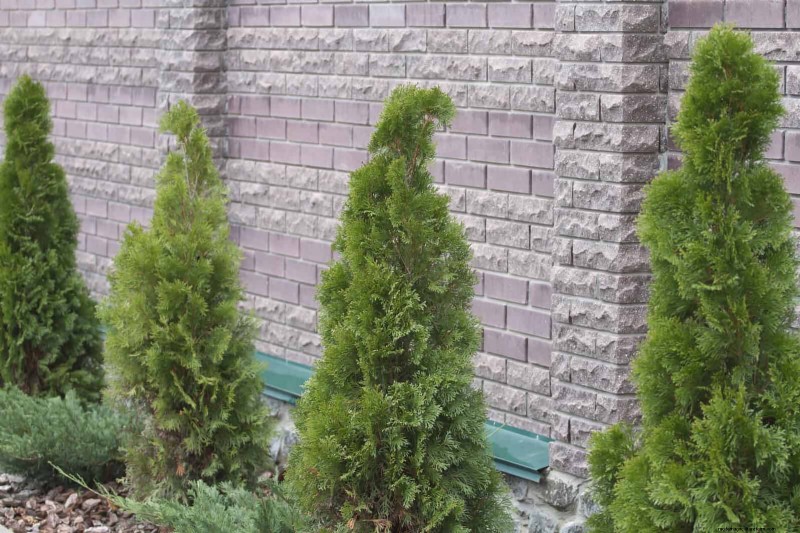 Beste schaduwoplossingen voor delicate planten:bescherm uw tuin 
