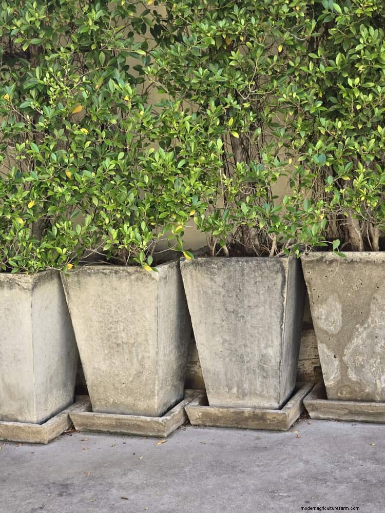 Beste schaduwoplossingen voor delicate planten:bescherm uw tuin 