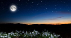 Erstellen Sie einen atemberaubenden Mondgarten:Schönheit und Design für die Nacht 