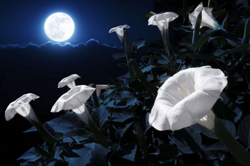 Ciptakan Taman Bulan yang Menakjubkan:Kecantikan &Desain Malam Hari 