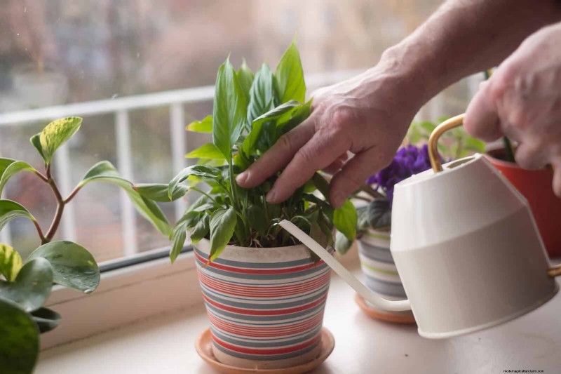 Master Plant Watering:15 veelvoorkomende fouten en hoe u deze kunt oplossen 