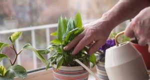 Master Plant Watering:15 veelvoorkomende fouten en hoe u deze kunt oplossen 