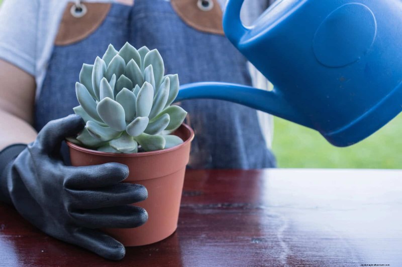 Master Plant Watering:15 veelvoorkomende fouten en hoe u deze kunt oplossen 