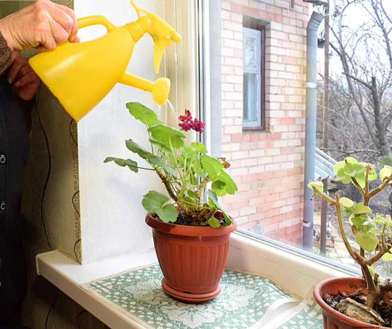 Master Plant Watering:15 veelvoorkomende fouten en hoe u deze kunt oplossen 