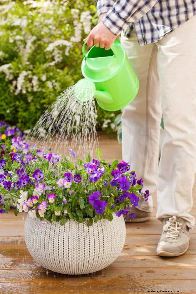 Master Plant Watering:15 veelvoorkomende fouten en hoe u deze kunt oplossen 