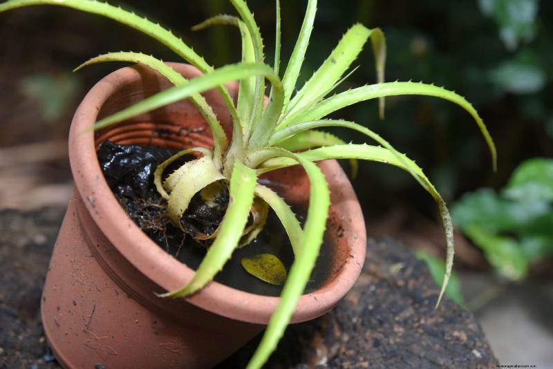 Master Plant Watering:15 veelvoorkomende fouten en hoe u deze kunt oplossen 