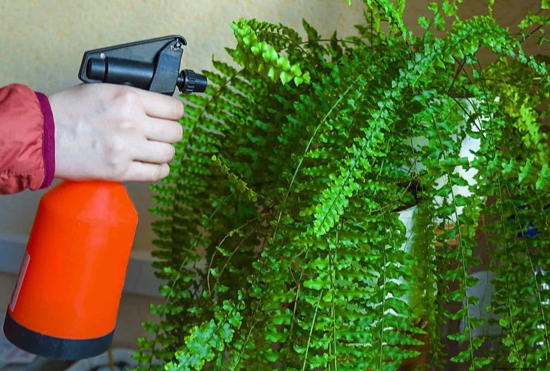 Master Plant Watering:15 veelvoorkomende fouten en hoe u deze kunt oplossen 