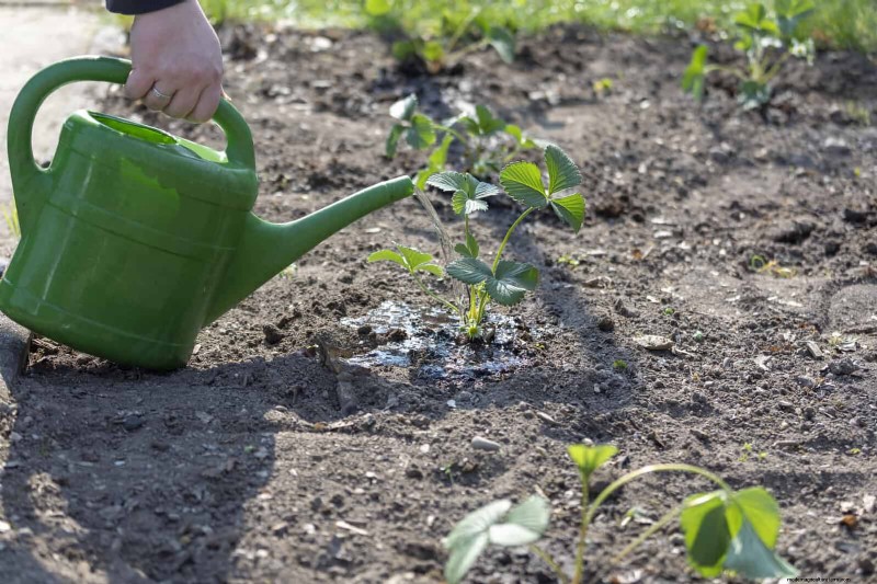 Master Plant Watering:15 veelvoorkomende fouten en hoe u deze kunt oplossen 