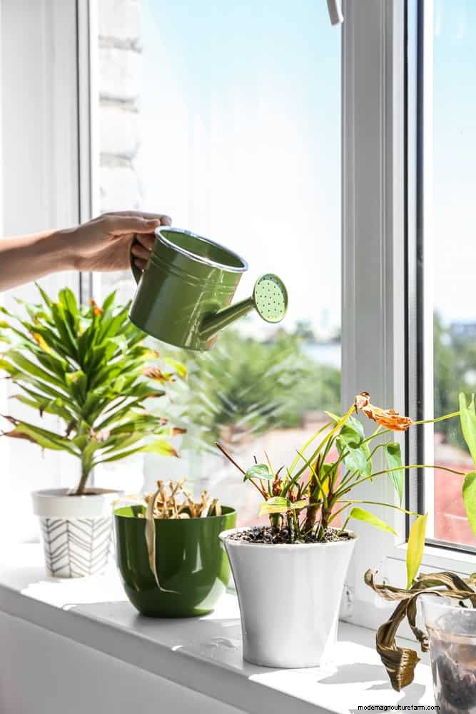 Master Plant Watering:15 veelvoorkomende fouten en hoe u deze kunt oplossen 