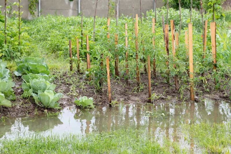 Master Plant Watering:15 veelvoorkomende fouten en hoe u deze kunt oplossen 