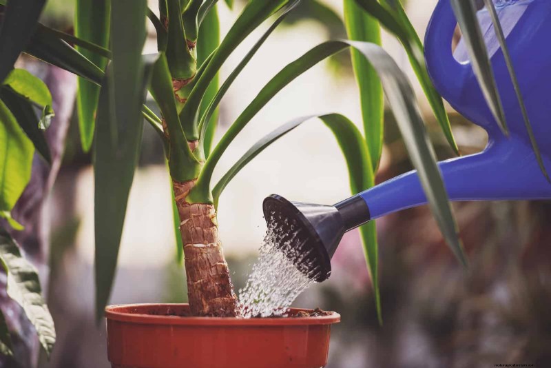 Master Plant Watering:15 veelvoorkomende fouten en hoe u deze kunt oplossen 