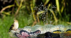 Eenvoudig tuinieren en landschapsarchitectuur in de zomer:21 projecten met weinig inspanning 