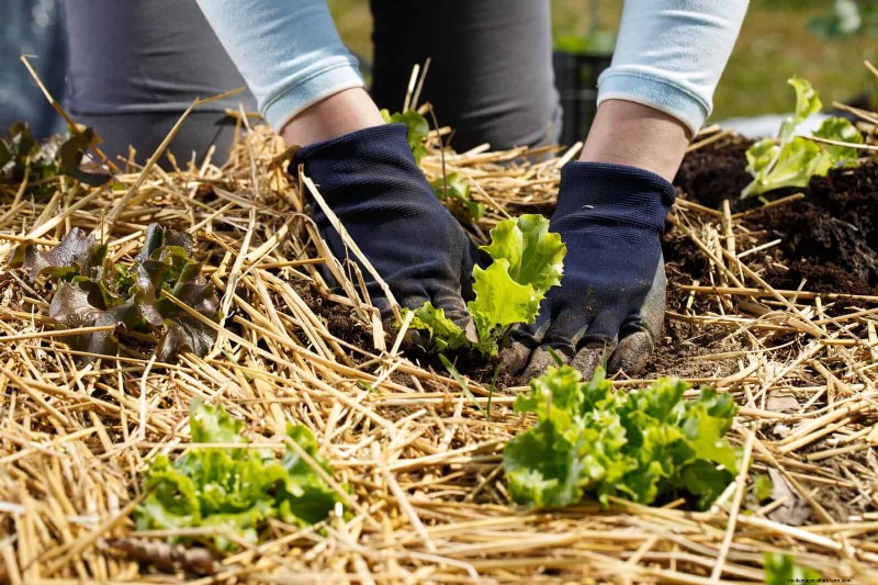 Eenvoudig tuinieren en landschapsarchitectuur in de zomer:21 projecten met weinig inspanning 
