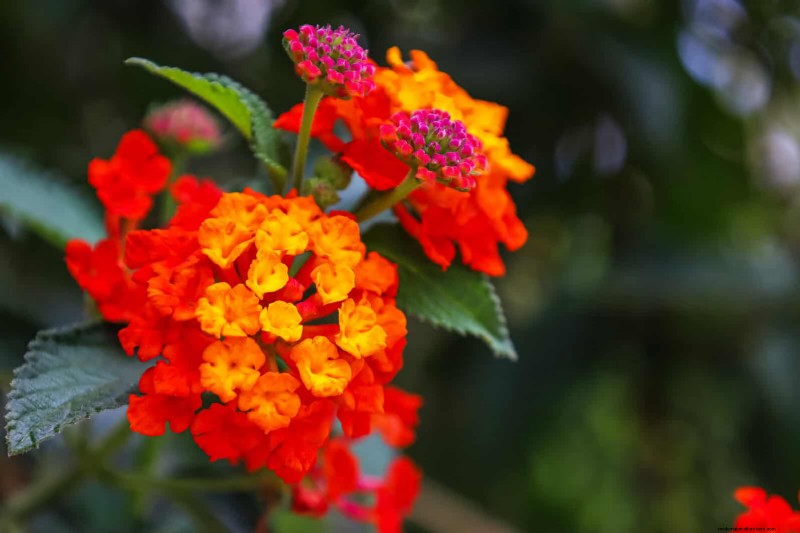 Florida Garden:planten die u moet vermijden - Bescherm uw landschap 