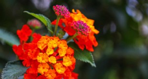 Jardim da Flórida:plantas a evitar - proteja sua paisagem 