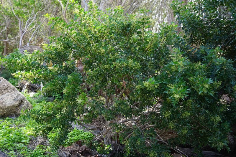Florida Garden:planten die u moet vermijden - Bescherm uw landschap 