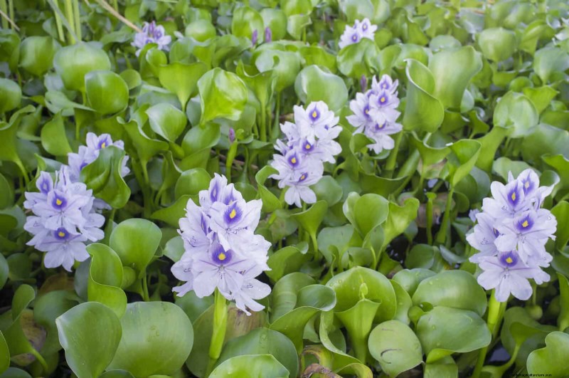 Florida Garden:planten die u moet vermijden - Bescherm uw landschap 