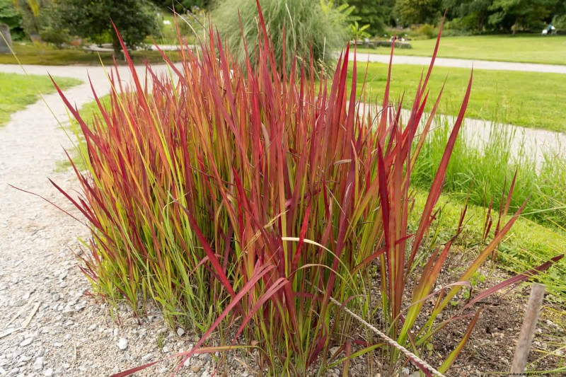 Florida Garden:planten die u moet vermijden - Bescherm uw landschap 