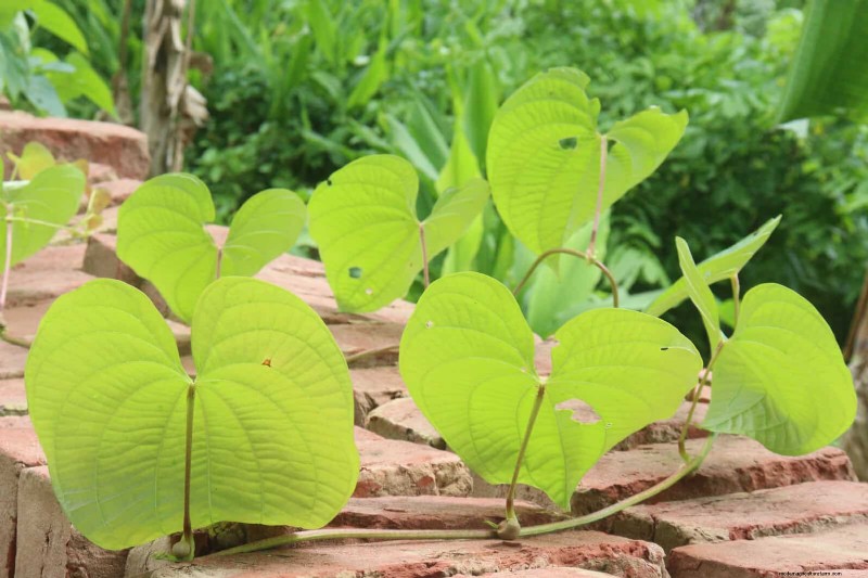 Florida Garden:planten die u moet vermijden - Bescherm uw landschap 