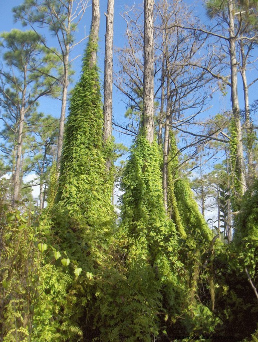 Florida Garden:planten die u moet vermijden - Bescherm uw landschap 