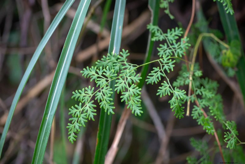 Florida Garden:planten die u moet vermijden - Bescherm uw landschap 
