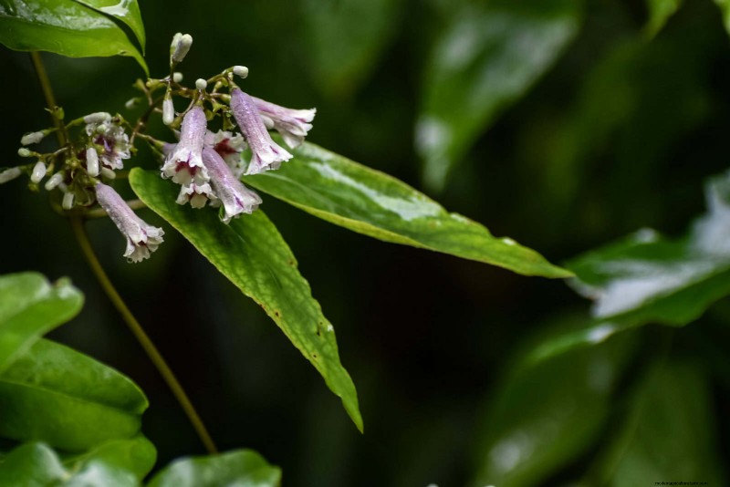 Florida Garden:planten die u moet vermijden - Bescherm uw landschap 
