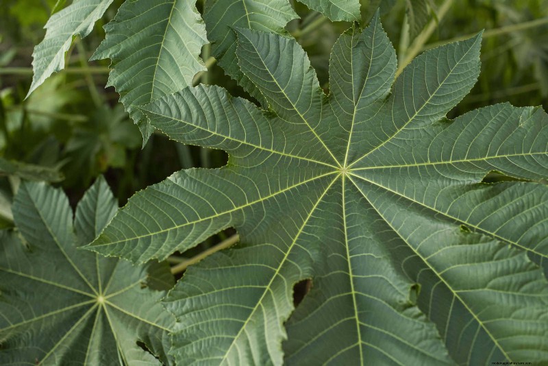 Florida Garden:planten die u moet vermijden - Bescherm uw landschap 